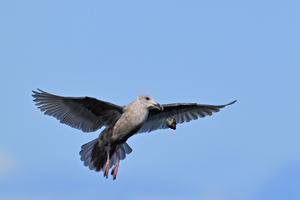 Glaucous-winged Gull